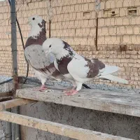 کبوتر شازده ابلغ یکتی  معاوضه با کفتر پلاکی
