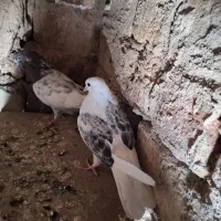 چنتا کبوتر تهرانی