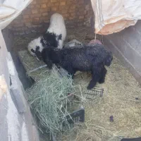 دو عدد بره ماده بختیاری