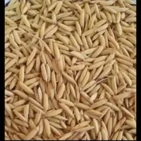 جوهاشمی بدون توضیح