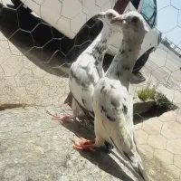 کفتر