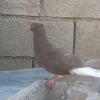کبوتر طوقی ودمسفید جوجه
