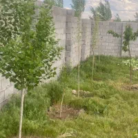 باغ-ویلا-مسکونی-در-حاج-آقا