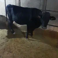 گاو