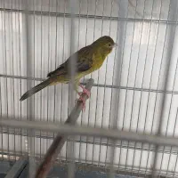 قناری سبزچمنی ماده وجوحه مینایکماهه