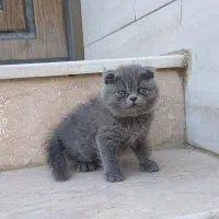گربه اسکاتیش بلو،بریتیش،پرشین