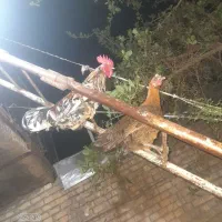 مرغ وخروس