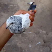 پرنده کبوتر
