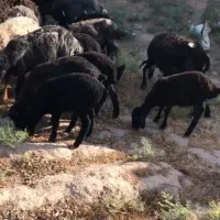 میش بره دار