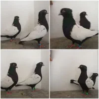 قزوینی کاکولی نروماده