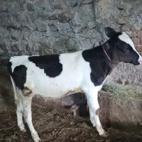 گوساله ۵ ماهه نر