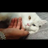پرشین میکس
