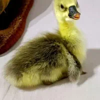 جوجه قوغاز