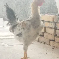 فروش خروس
