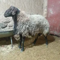 فروش بیه عدد قوچ همو درجه یک