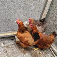 مرغ جوان