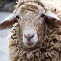 بره شیشک چینی