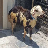 بره قوچ پلنگی