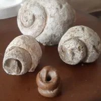 فسیل