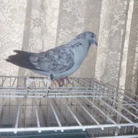 کبوتر نر