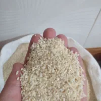 نیم دانه هاشمی دودی