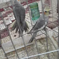 عروس هلندی