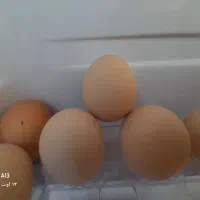 تخم مرغ برهما