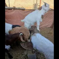 گوسفند وکورپه هراش بزغاله