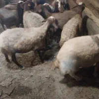 ۱۲عدد میش