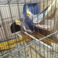 عروس هلندی نر ماده جفت اماده