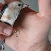 جوجه سهره متولد قفس