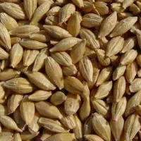 جو و بلغور جو ذرت. سبوس.    رسید کلی و جزئی