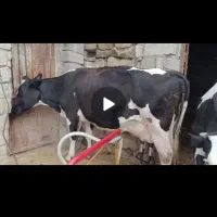 فروش گاو ابستن شیری