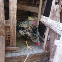مرغ وخروس لاری