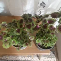 گل حسن یوسف سالم و پر پشت