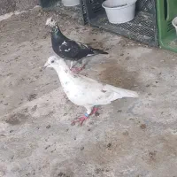 کبوتر آس