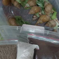 آموزش+خرید+فروش تخصصی حلزون آچاتینا