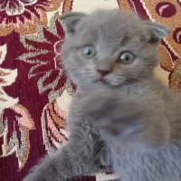 وگذاری بچه گربه
