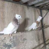 طوقی|پرنده|قم, شهر قائم|دیوار