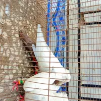 کبوتر