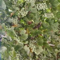 سرکه انگورقرمز