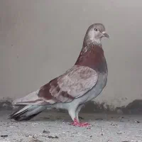 کبوتر پرشی