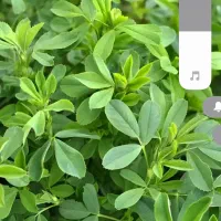 250عدد قالب یونجه خشک بدونه علف کیلو 40