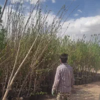 نهال و درخت در استان قم