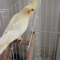 عروس هلندی