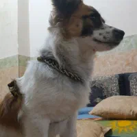 سگ پاکوتاه نر