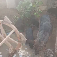 واگزار سگ ژرمن