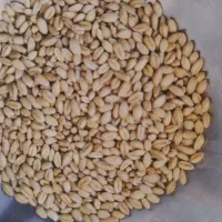 فروش گندم وجو