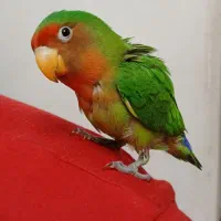 طوطی کوتوله