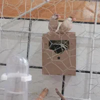 فنج نرگسی شکلاتی مولد معاوضه هم میکنم